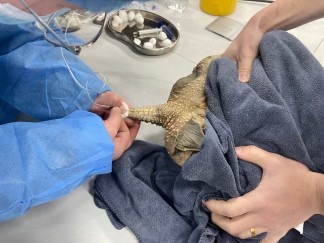 北京巴斯得动物多普勒血流仪助力宠物医师网异宠爬行类实操培训第二天