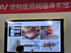 北京巴斯得动物多普勒血流仪助力宠物医师网异宠爬行类实操培训第四天