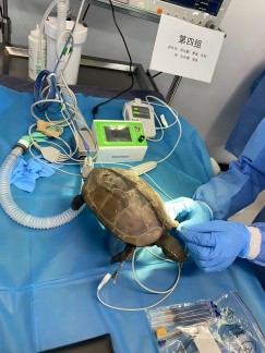 北京巴斯得动物多普勒血流仪助力宠物医师网异宠爬行类实操培训第四天