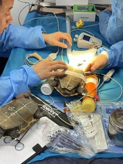 北京巴斯得动物多普勒血流仪助力宠物医师网异宠爬行类实操培训第四天