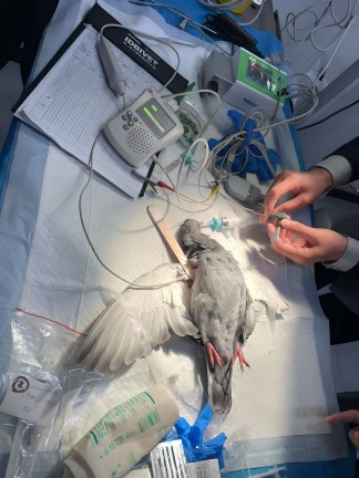 北京巴斯得动物多普勒血流仪助力宠物医师网异宠兔、鸟初中阶实操培训圆满成功