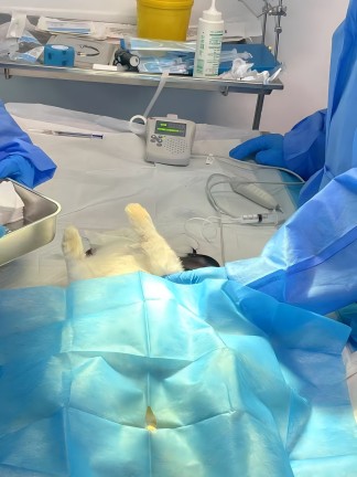 北京巴斯得动物多普勒血流仪助力宠物医师网异宠兔、鸟初中阶实操培训圆满成功