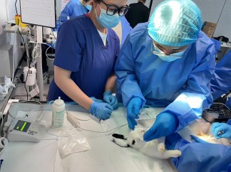 北京巴斯得动物多普勒血流仪助力宠物医师网异宠兔、鸟初中阶实操培训圆满成功