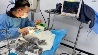 异宠（兔子、鸟）进阶实操培训班圆满收宫！北京巴斯得提供异宠动物多普勒血流仪设备支持