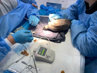 北京巴斯得动物多普勒血流仪助力宠物医师网异宠爬行类实操培训第二天